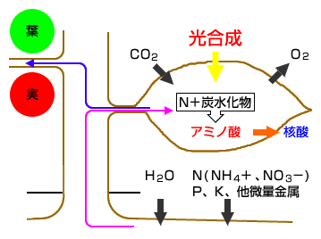 植物のアミノ酸・核酸合成