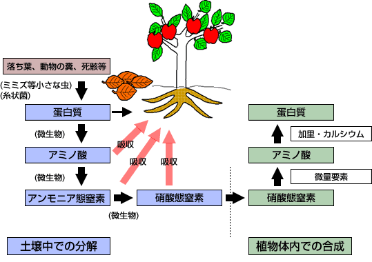 自然界における窒素サイクル