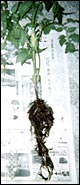 「育王」使用区